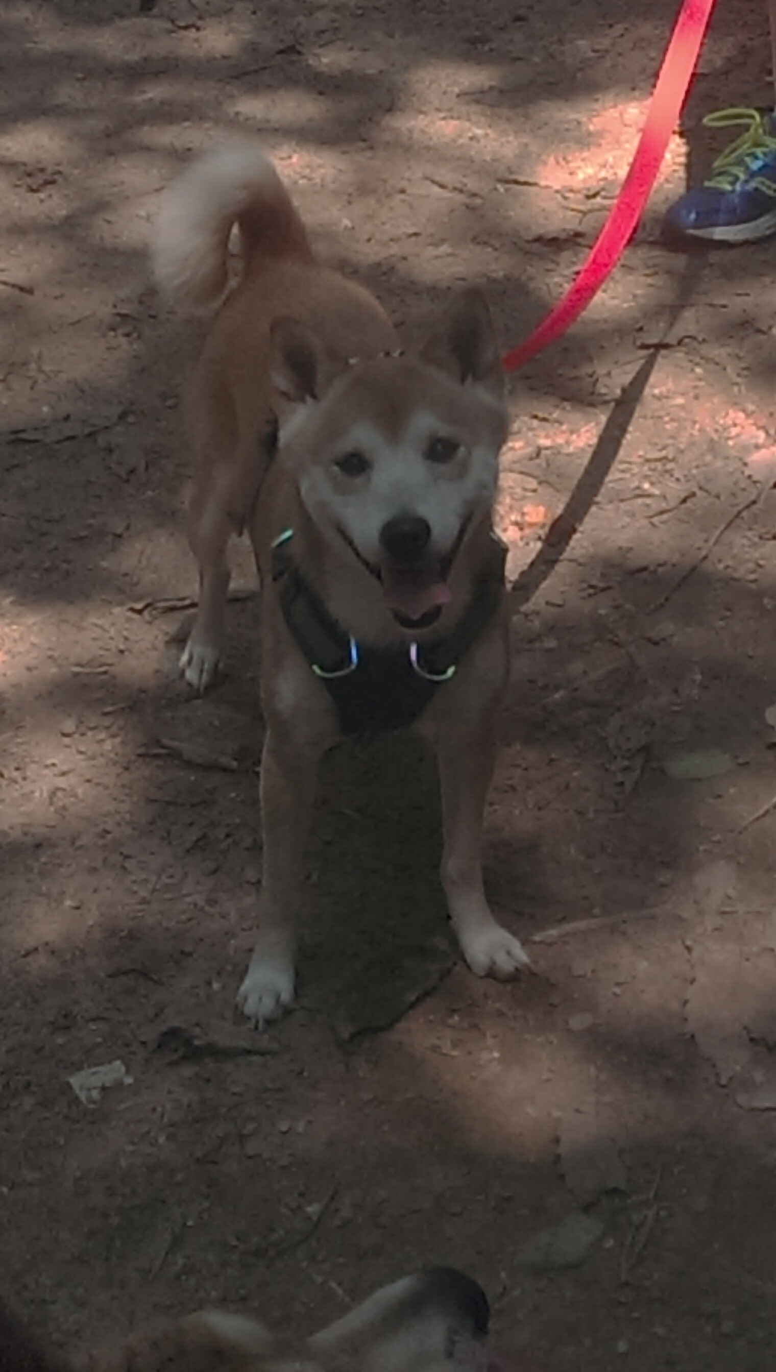 开云APP-足坛震撼夜，挪威狂胜曼联创奇迹，穆勒抢七定乾坤展英雄本色