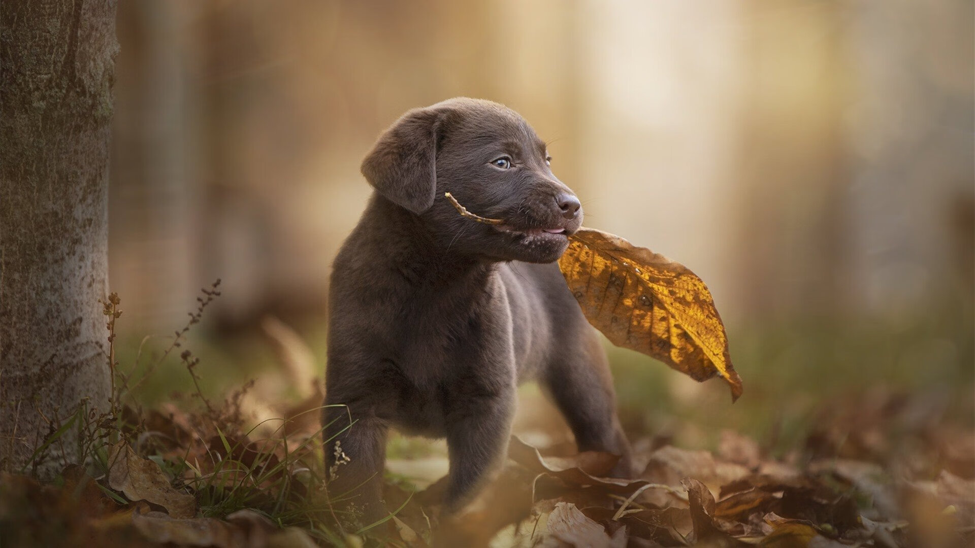 隐形指挥官奥利维耶，伊拉克vs波兰一役，他如何用智慧提线整场比赛？